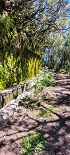 Plants: image 39 Of 208 Thumb